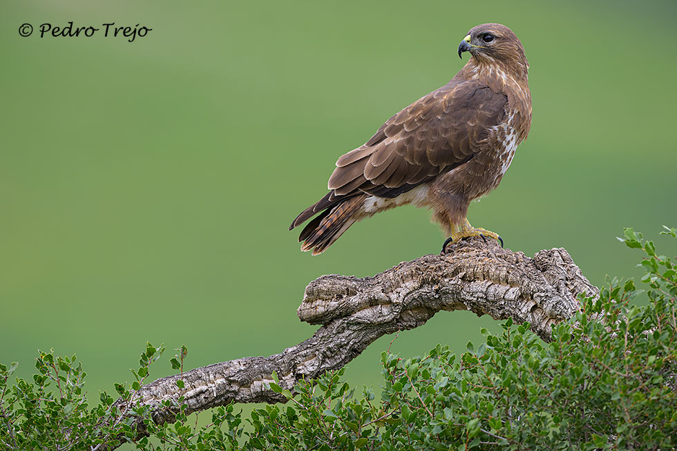 Ratonero común  (Buteo buteo)